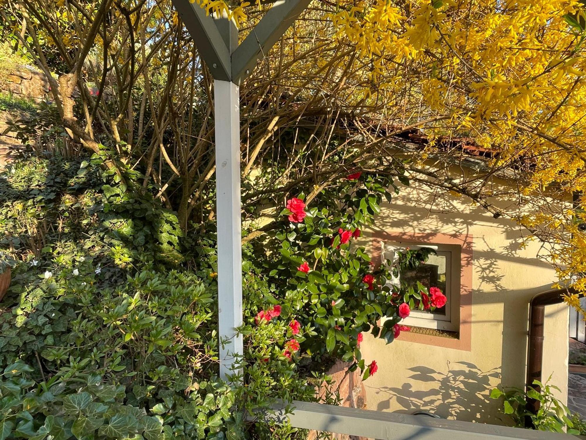 Am Berggarten ไฮเดลเบิร์ก ภายนอก รูปภาพ